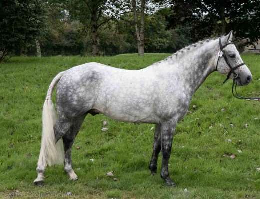 Glencarrig Dolphin Stallion